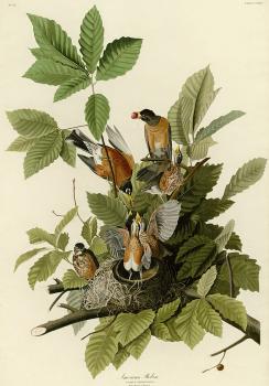 John James Audubon : American robin